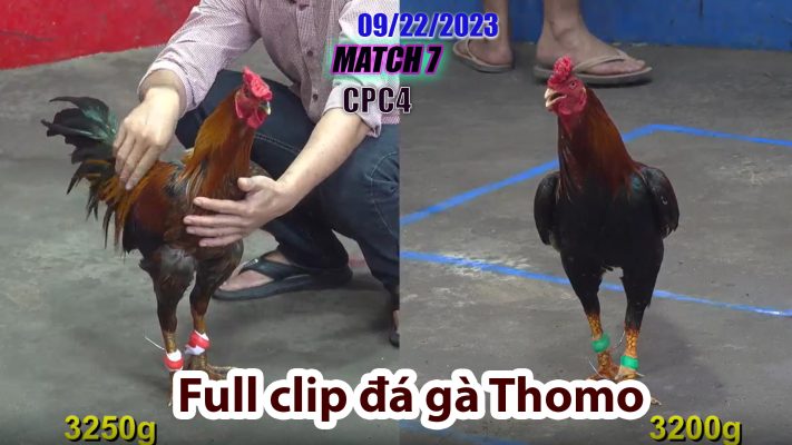 CPC4- TRẬN 7| đá gà Thomo | 09/22/2023