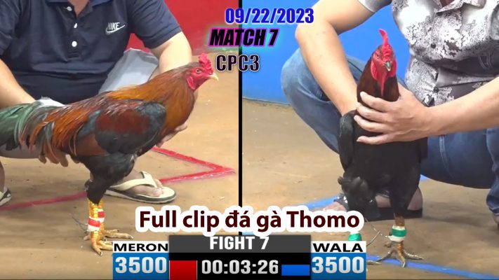 CPC3- TRẬN 7| đá gà Thomo | 09/22/2023