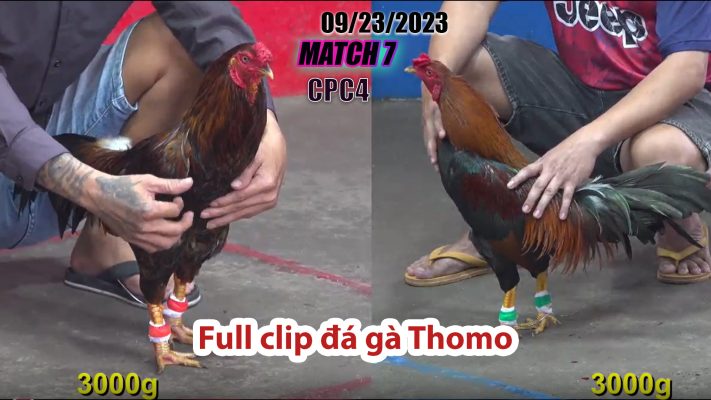 CPC4- TRẬN 7| đá gà Thomo | 09/23/2023