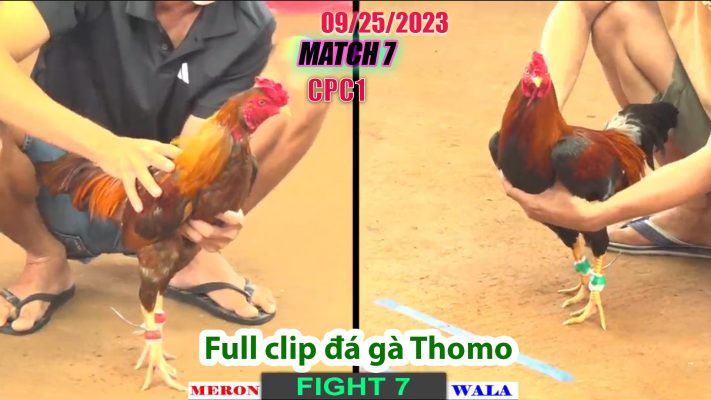 CPC1- TRẬN 7| đá gà Thomo | 09/25/2023