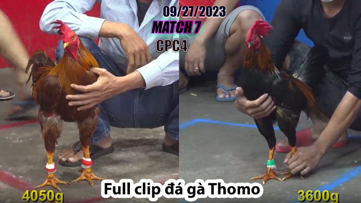 CPC4- TRẬN 7| đá gà Thomo | 09/27/2023