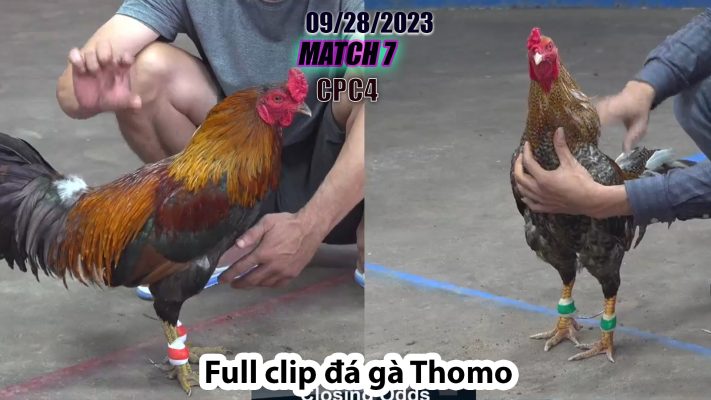 CPC4- TRẬN 7| đá gà Thomo | 09/28/2023