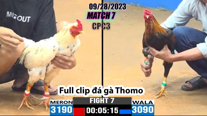 CPC3- TRẬN 7| đá gà Thomo | 09/28/2023