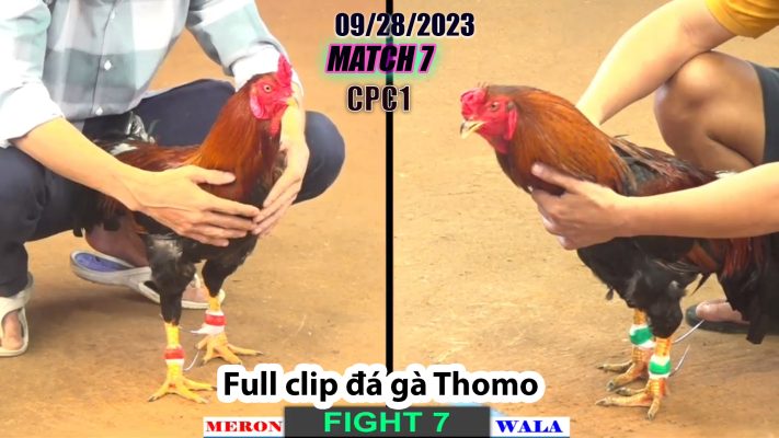 CPC1- TRẬN 7| đá gà Thomo | 09/28/2023