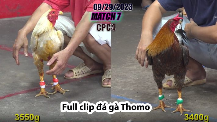 CPC4- TRẬN 7 | đá gà Thomo | 09/29/2023