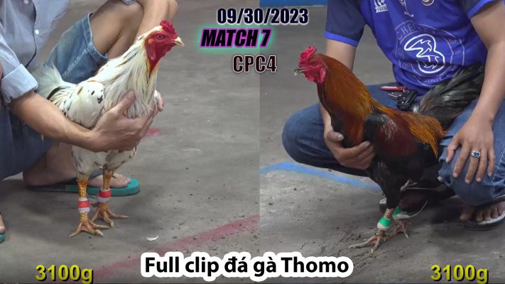 CPC4- TRẬN 7 | đá gà Thomo | 09/30/2023