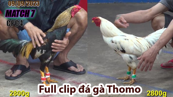 CPC4- TRẬN 8| đá gà Thomo | 09/09/2023