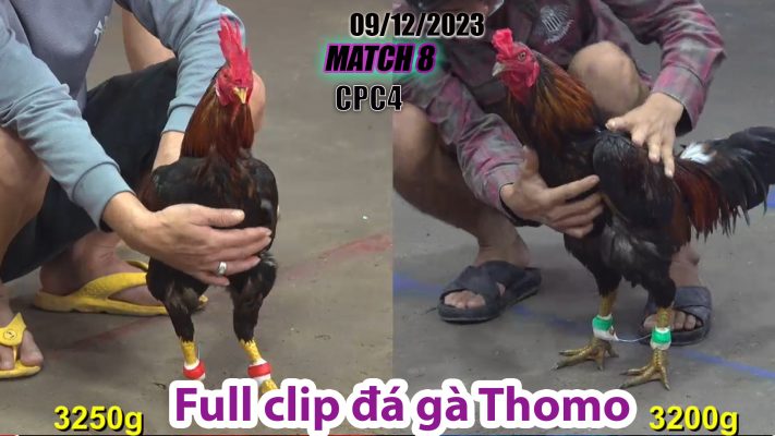 CPC4- TRẬN 8| đá gà Thomo | 09/12/2023