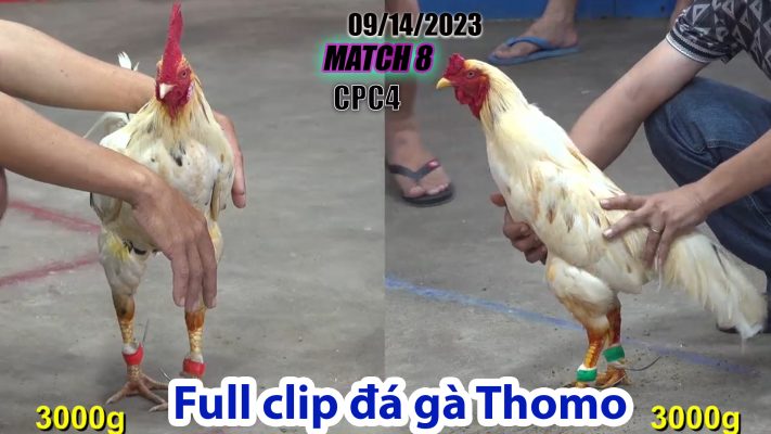 CPC4- TRẬN 8| đá gà Thomo | 09/14/2023