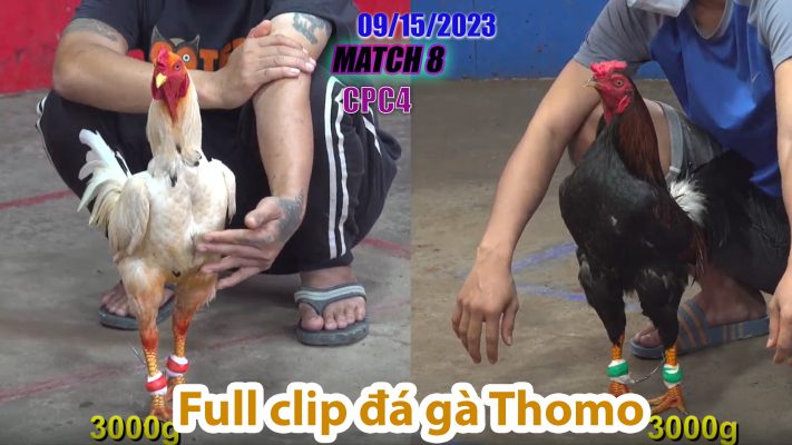 CPC4- TRẬN 8| đá gà Thomo | 09/15/2023