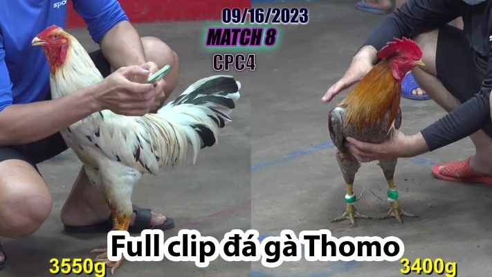 CPC4- TRẬN 8| đá gà Thomo | 09/16/2023