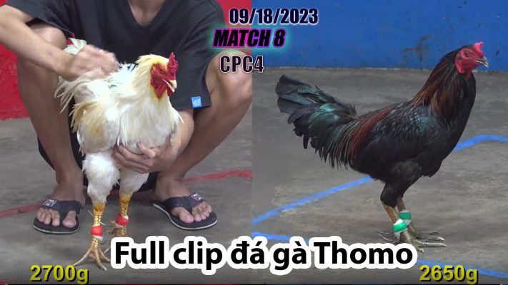 CPC4- TRẬN 8| đá gà Thomo | 09/18/2023