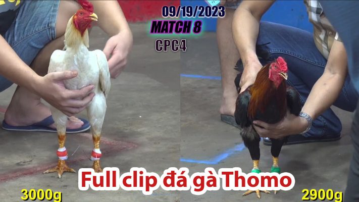 CPC4- TRẬN 8| đá gà Thomo | 09/19/2023