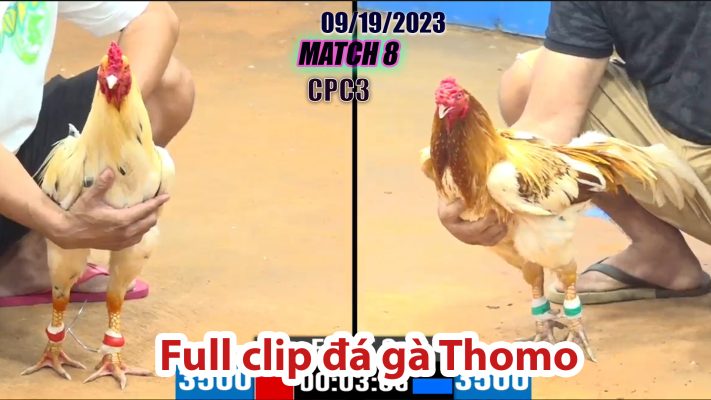 CPC3- TRẬN 8 | đá gà Thomo | 09/19/2023