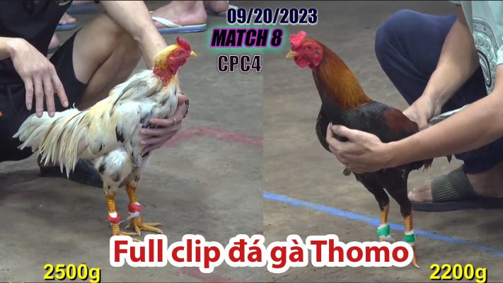 CPC4- TRẬN 8| đá gà Thomo | 09/20/2023