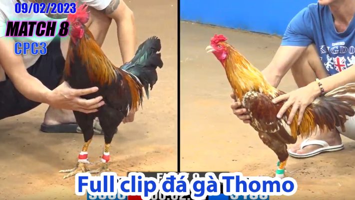 CPC3- TRẬN 8| đá gà Thomo | 09/02/2023