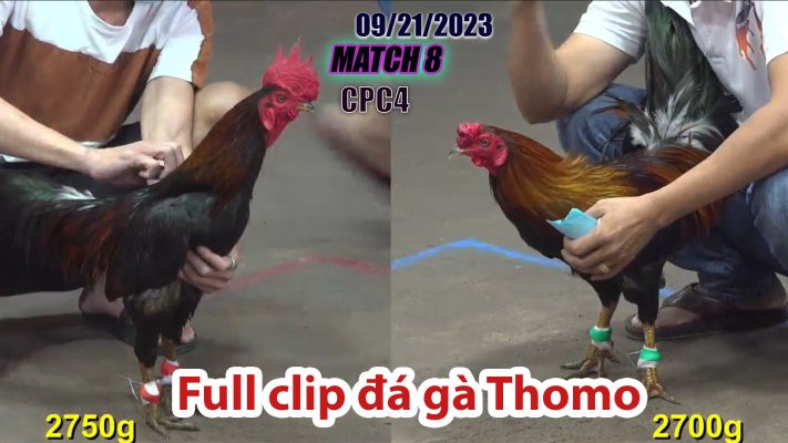 CPC4- TRẬN 8| đá gà Thomo | 09/21/2023