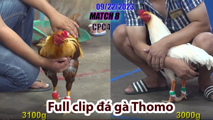 CPC4- TRẬN 8| đá gà Thomo | 09/22/2023