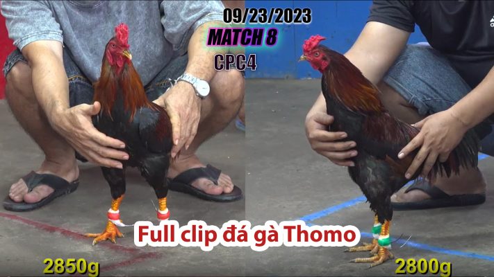 CPC4- TRẬN 8| đá gà Thomo | 09/23/2023