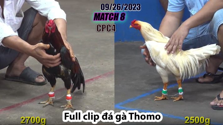 CPC4- TRẬN 1 | đá gà Thomo | 09/26/2023