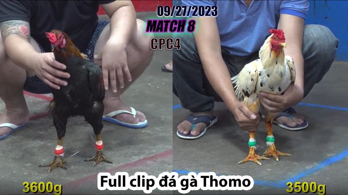 CPC4- TRẬN 8| đá gà Thomo | 09/27/2023