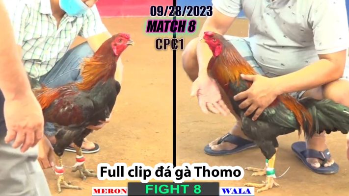 CPC1- TRẬN 8 | đá gà Thomo | 09/28/2023