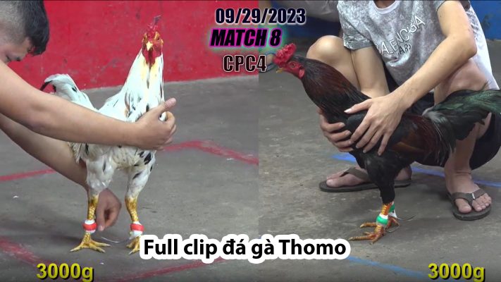 CPC4- TRẬN 8| đá gà Thomo | 09/29/2023