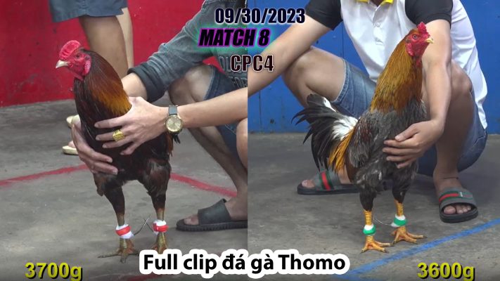 CPC4- TRẬN 8 | đá gà Thomo | 09/30/2023