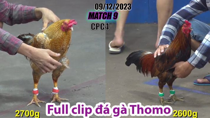 CPC4- TRẬN 9| đá gà Thomo | 09/12/2023