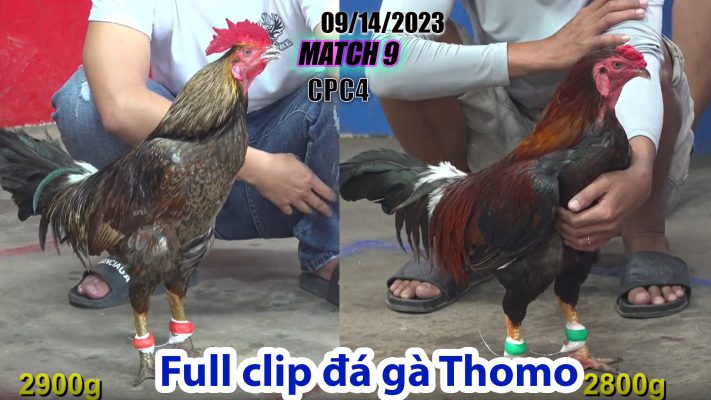 CPC4- TRẬN 9| đá gà Thomo | 09/14/2023