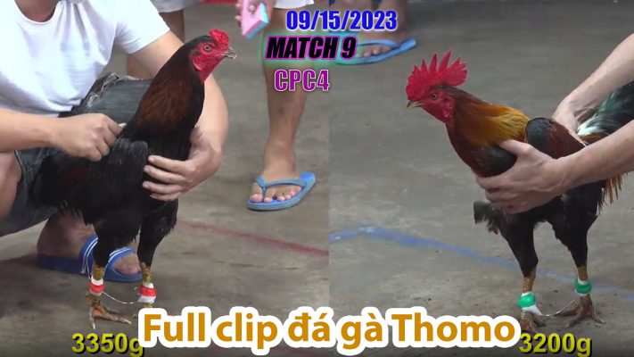 CPC4- TRẬN 9| đá gà Thomo | 09/15/2023