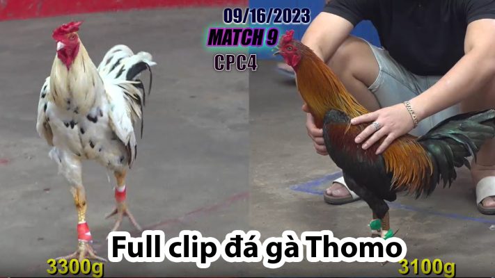 CPC4- TRẬN 10 | đá gà Thomo | 09/16/2023