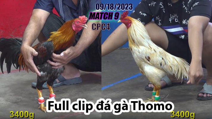 CPC4- TRẬN 9| đá gà Thomo | 09/18/2023