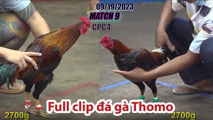 CPC4- TRẬN 9| đá gà Thomo | 09/19/2023