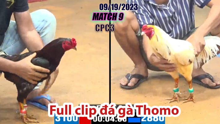 CPC3- TRẬN 9| đá gà Thomo | 09/19/2023