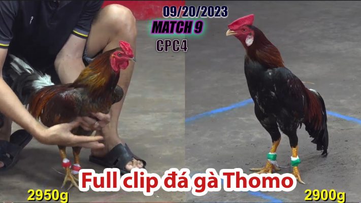 CPC4- TRẬN 9| đá gà Thomo | 09/20/2023