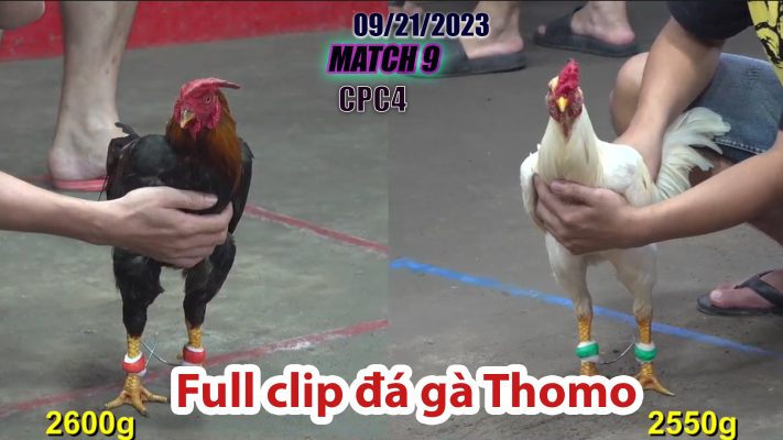 CPC4- TRẬN 9| đá gà Thomo | 09/21/2023