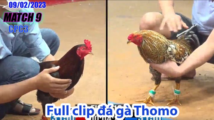 CPC3- TRẬN 9| đá gà Thomo | 09/02/2023