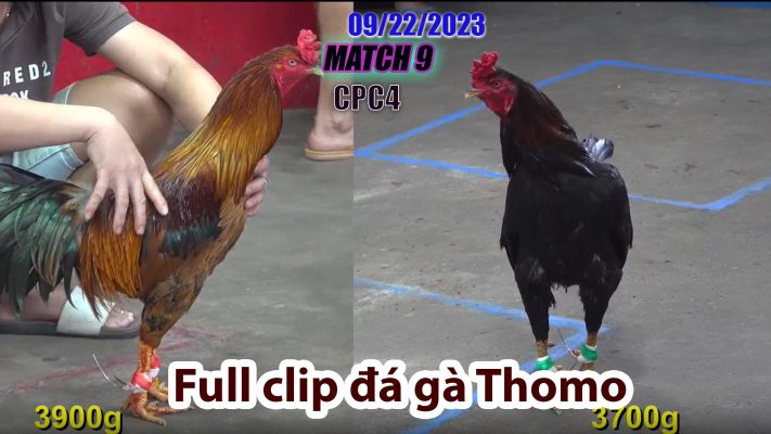 CPC4- TRẬN 9| đá gà Thomo | 09/22/2023