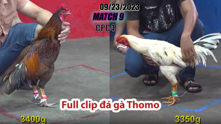 CPC4- TRẬN 9| đá gà Thomo | 09/23/2023