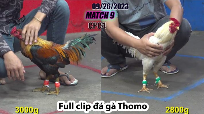 CPC4- TRẬN 9| đá gà Thomo | 09/26/2023