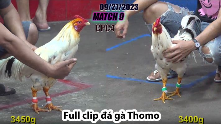 CPC4- TRẬN 9| đá gà Thomo | 09/27/2023