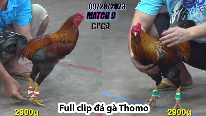 CPC4- TRẬN 9 | đá gà Thomo | 09/28/2023