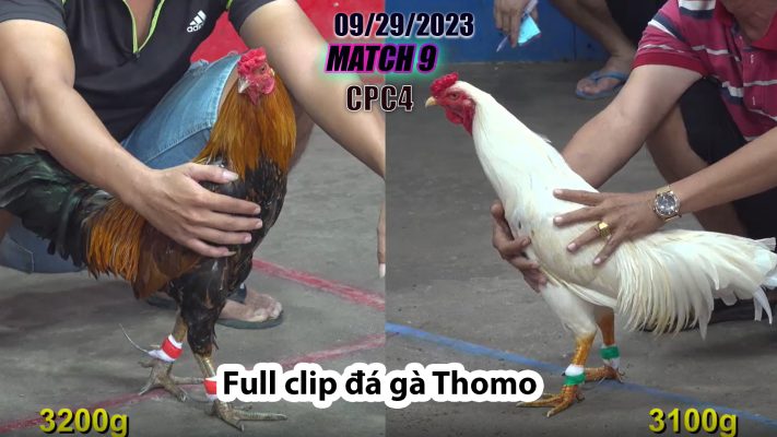 CPC4- TRẬN 9| đá gà Thomo | 09/29/2023