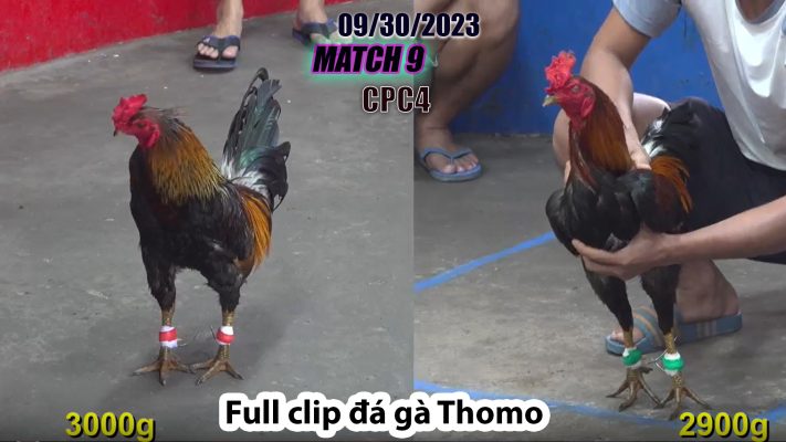 CPC4- TRẬN 9| đá gà Thomo | 09/30/2023