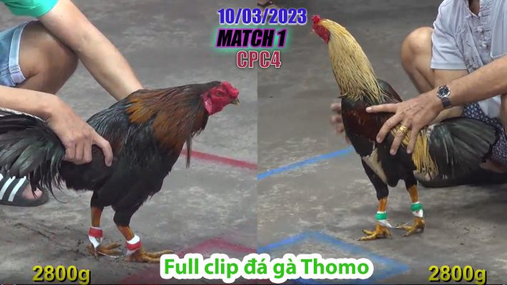 CPC4- TRẬN 1 | đá gà Thomo | 10/03/2023