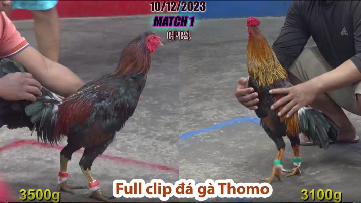 CPC4- TRẬN 1 | đá gà Thomo | 10/12/2023