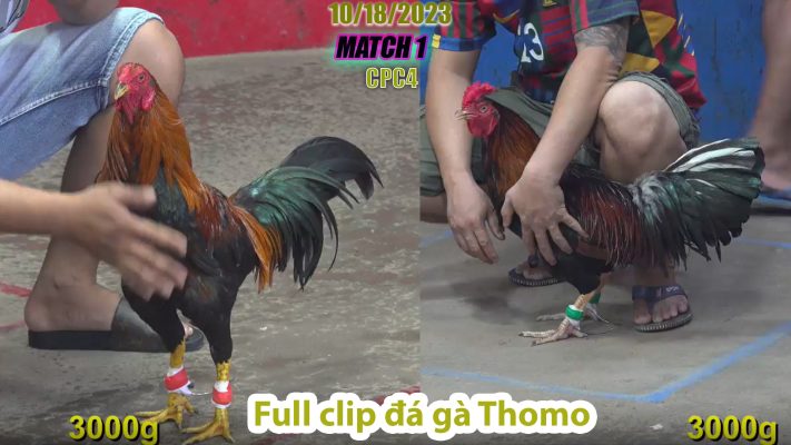 CPC4- TRẬN 1 | đá gà Thomo | 10/18/2023