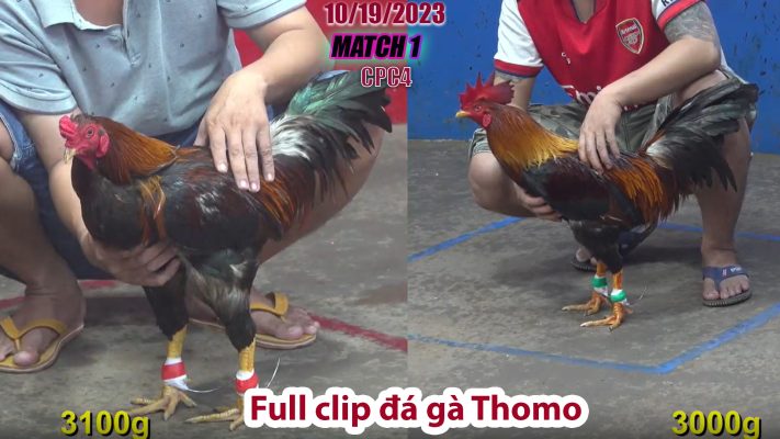 CPC4- TRẬN 1 | đá gà Thomo | 10/19/2023