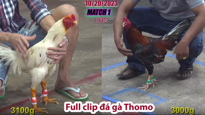 CPC4- TRẬN 1 | đá gà Thomo | 10/20/2023